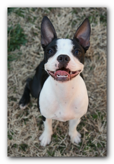 Miley the Boston Terrier Puppy