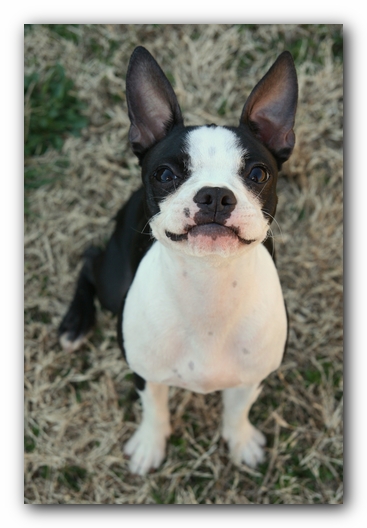 Miley the Boston Terrier Puppy