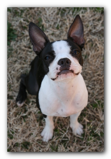 Miley the Boston Terrier Puppy