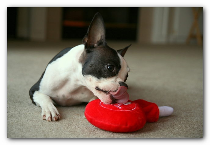 Miley the Boston Terrier Puppy
