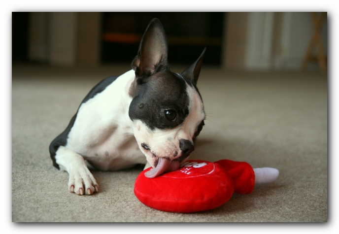 Miley the Boston Terrier Puppy