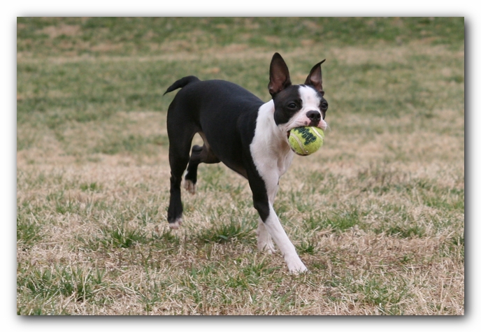 Miley the Boston Terrier Puppy