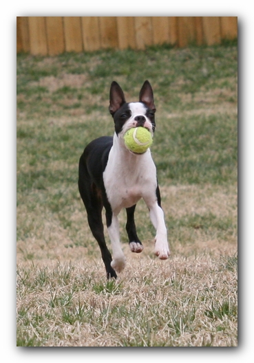 Miley the Boston Terrier Puppy