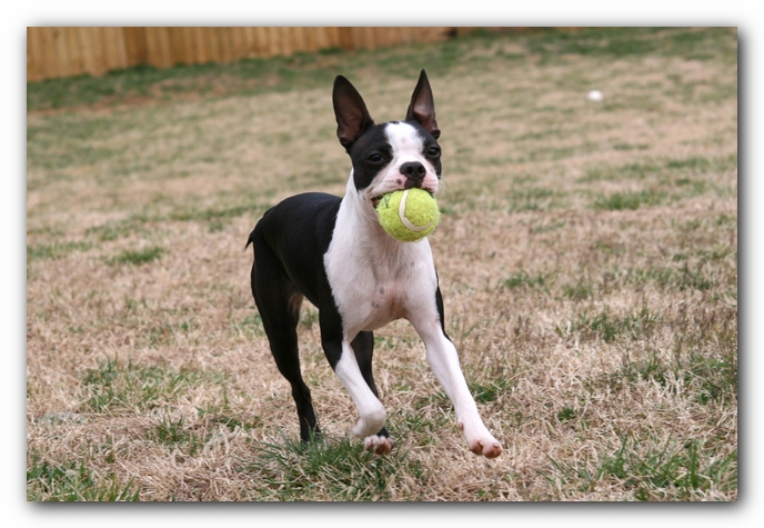 Miley the Boston Terrier Puppy