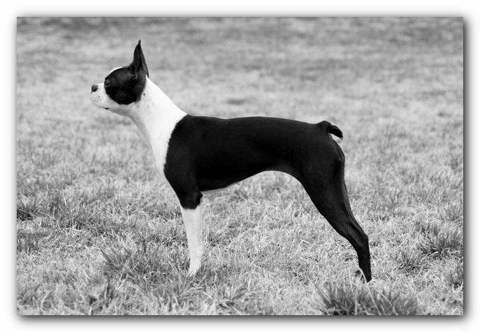 Miley the Boston Terrier Puppy