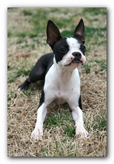 Miley the Boston Terrier Puppy