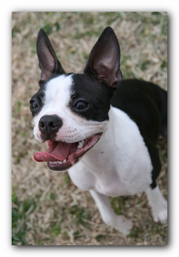 Miley the Boston Terrier Puppy