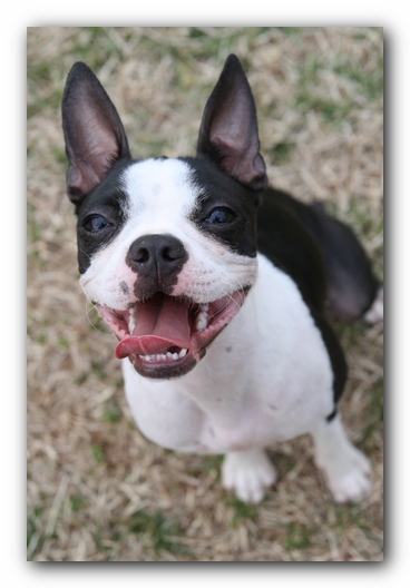 Miley the Boston Terrier Puppy