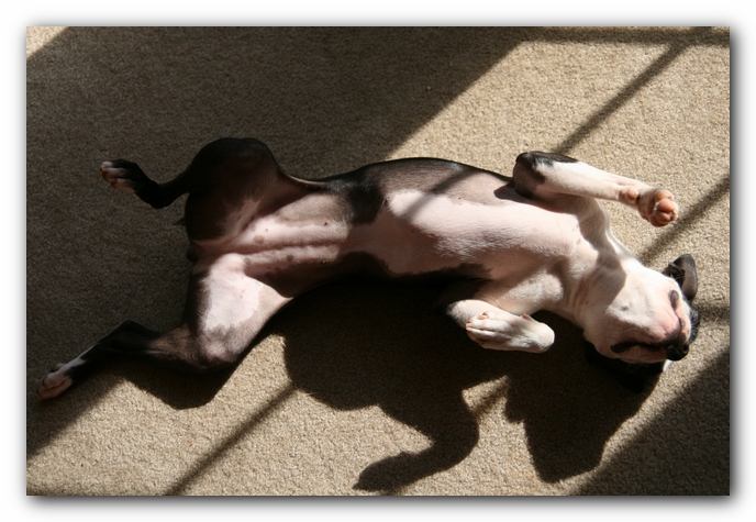 Miley the Boston Terrier Puppy