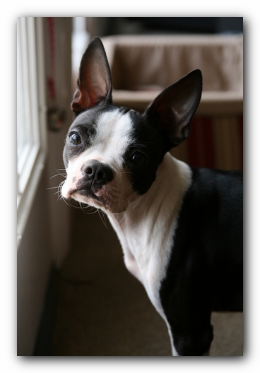 Miley the Boston Terrier Puppy