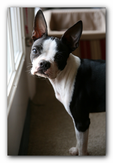 Miley the Boston Terrier Puppy