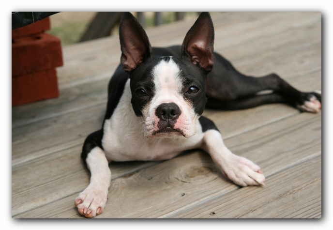 Miley the Boston Terrier Puppy