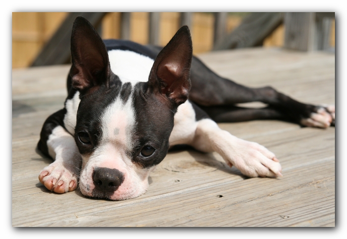 Miley the Boston Terrier Puppy
