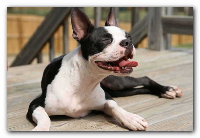 Miley the Boston Terrier Puppy