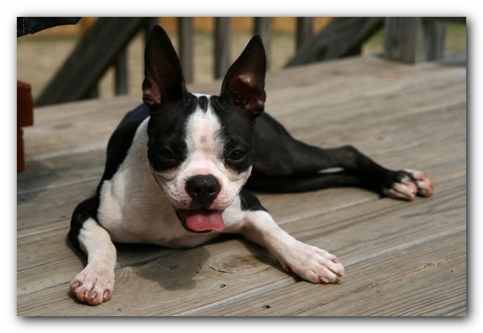 Miley the Boston Terrier Puppy