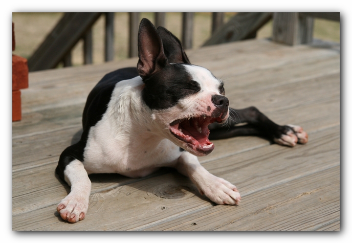 Miley the Boston Terrier Puppy