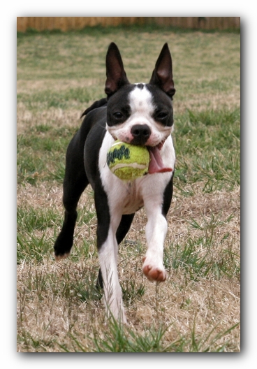 Miley the Boston Terrier Puppy