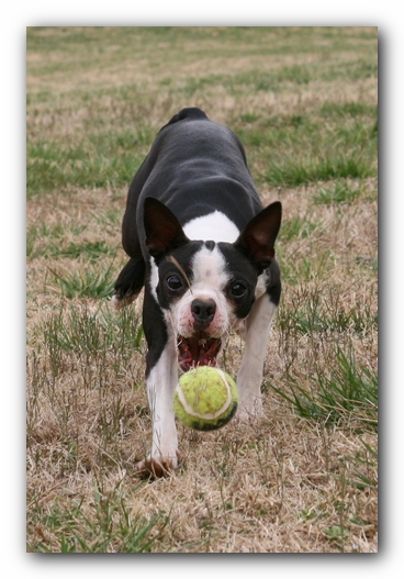 Miley the Boston Terrier Puppy