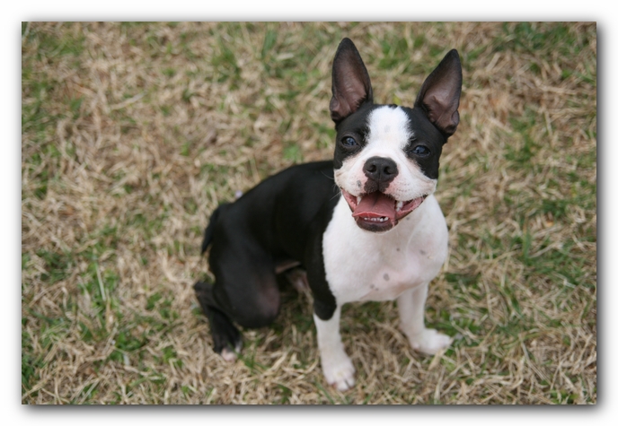 Miley the Boston Terrier Puppy