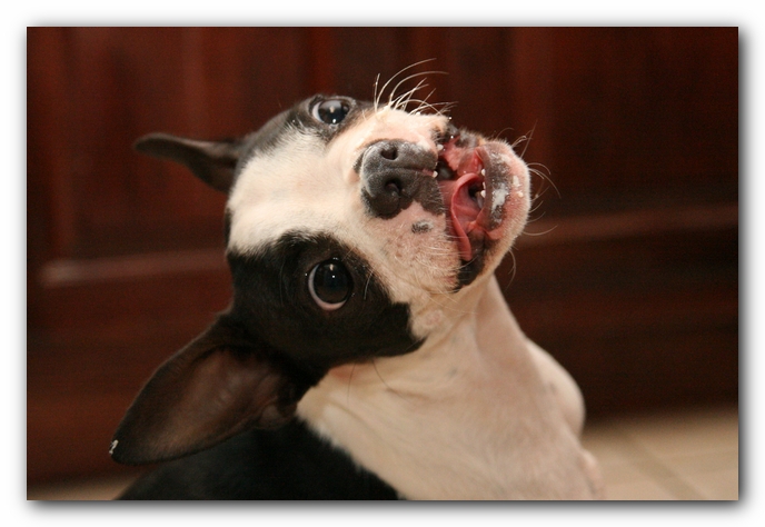 Miley the Boston Terrier Puppy