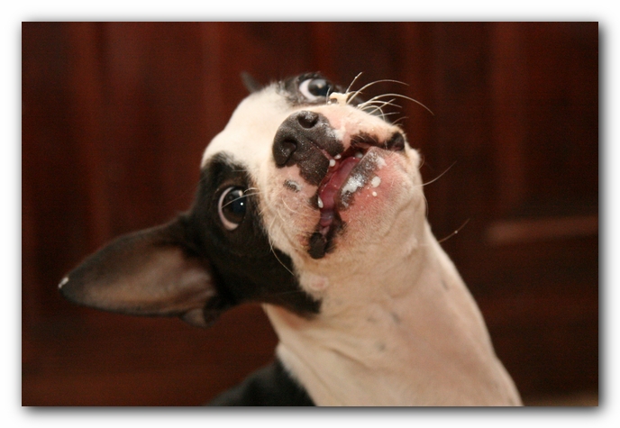 Miley the Boston Terrier Puppy