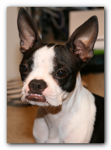 Miley the Boston Terrier Puppy