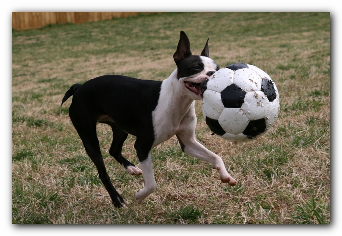 Miley the Boston Terrier Puppy