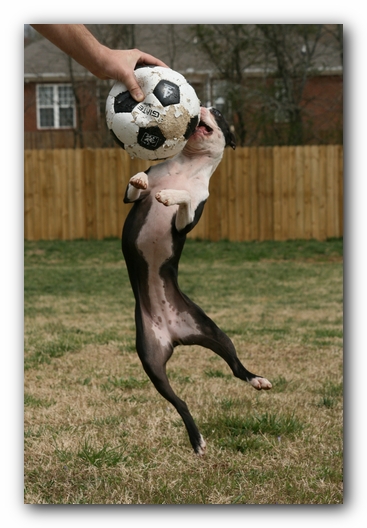 Miley the Boston Terrier Puppy