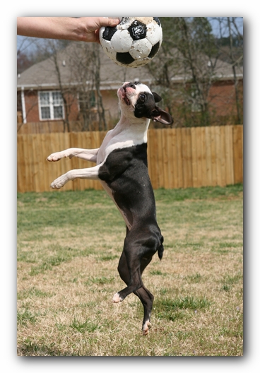 Miley the Boston Terrier Puppy
