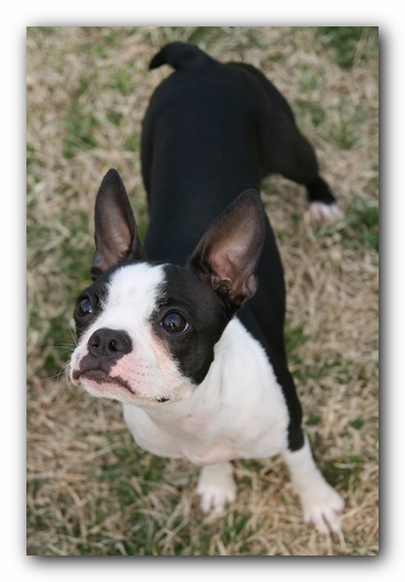 Miley the Boston Terrier Puppy