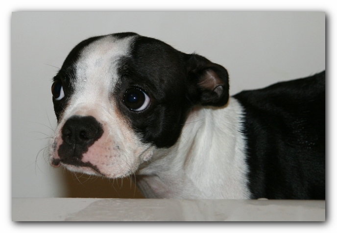 Miley the Boston Terrier Puppy