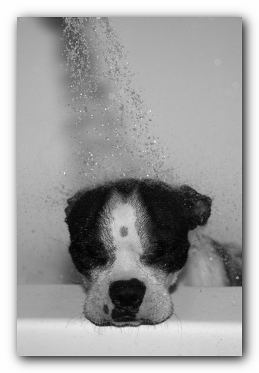 Miley the Boston Terrier Puppy