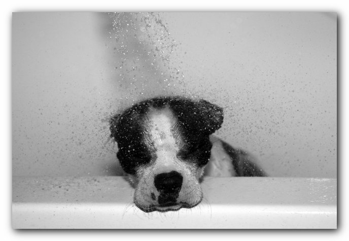 Miley the Boston Terrier Puppy