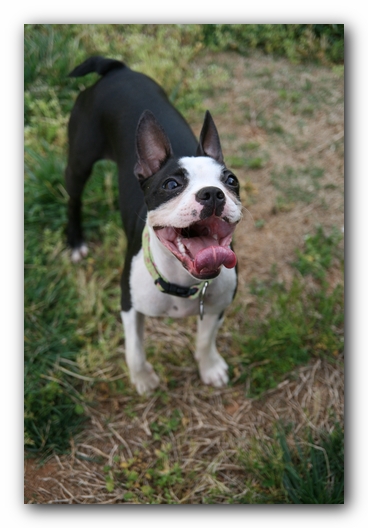 Miley the Boston Terrier Puppy