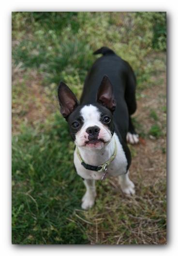 Miley the Boston Terrier Puppy