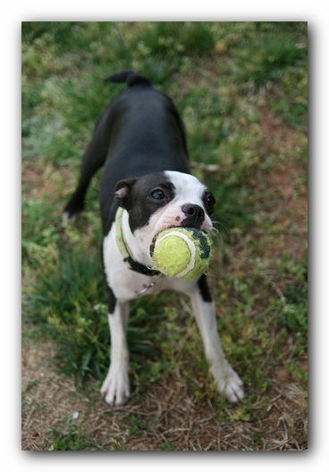 Miley the Boston Terrier Puppy