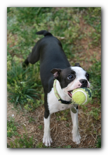 Miley the Boston Terrier Puppy