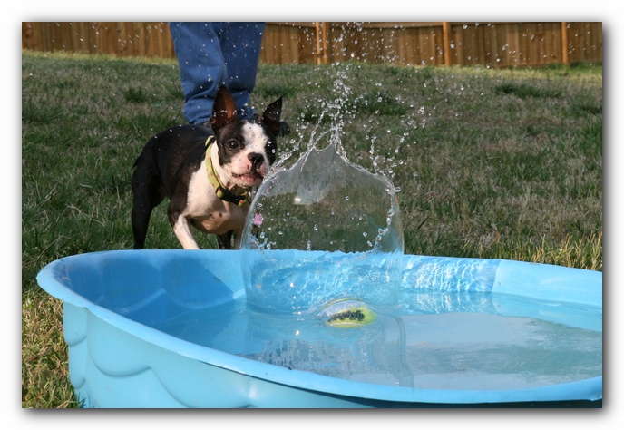 Miley the Boston Terrier Puppy