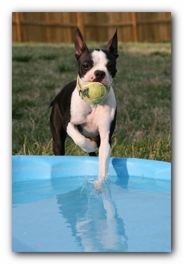 Miley the Boston Terrier Puppy