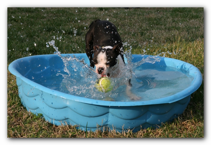 Miley the Boston Terrier Puppy