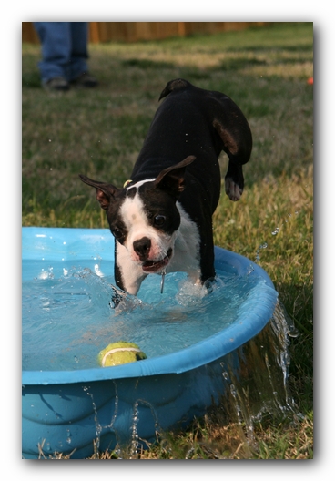 Miley the Boston Terrier Puppy