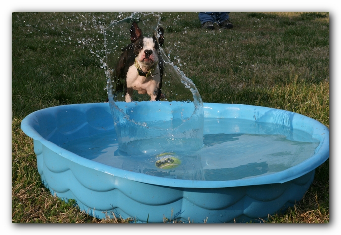 Miley the Boston Terrier Puppy