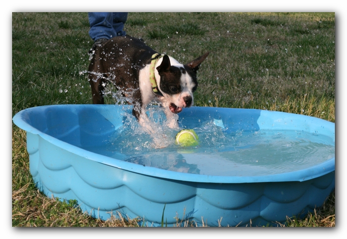 Miley the Boston Terrier Puppy