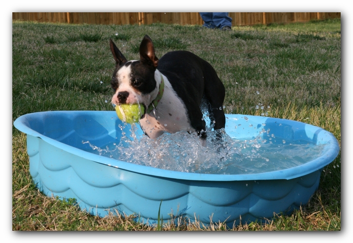 Miley the Boston Terrier Puppy