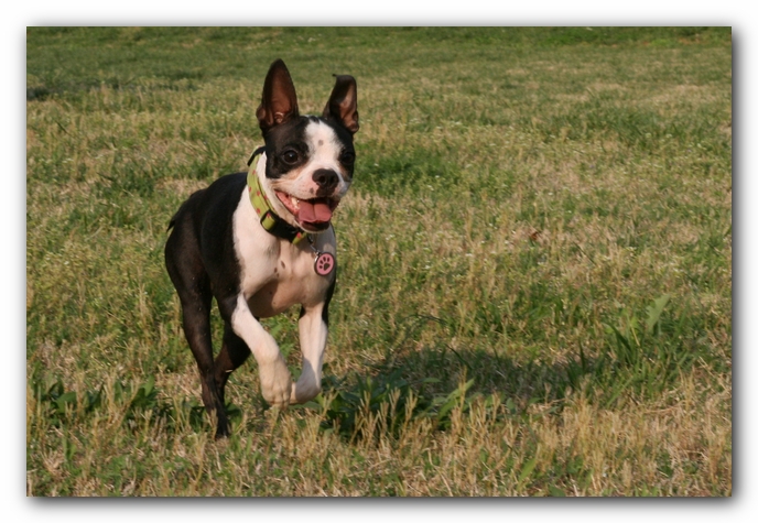 Miley the Boston Terrier Puppy