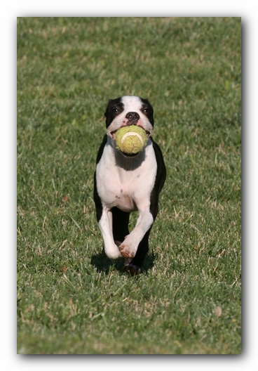 Miley the Boston Terrier Puppy