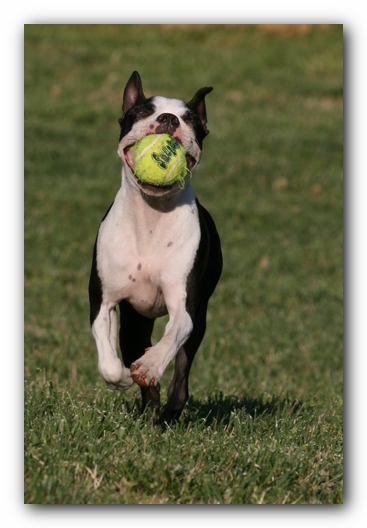 Miley the Boston Terrier Puppy
