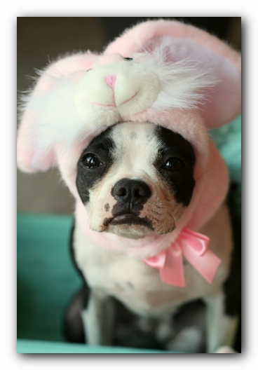 Miley the Boston Terrier Puppy