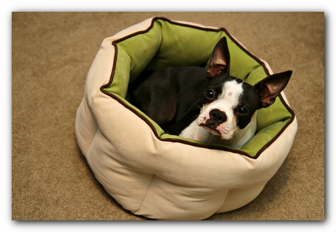 Miley the Boston Terrier Puppy