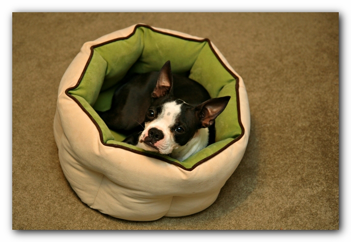 Miley the Boston Terrier Puppy